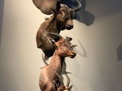 -贝林大翅鲸简餐厅(国家海洋博物馆店)