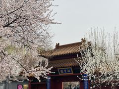 -桃花堤公园