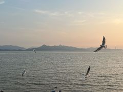 -深圳湾公园(南山区)