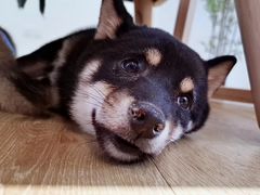 -柴犬小屋·柴餐厅·狗咖食堂(金鼎广场店)