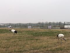 -盐城丹顶鹤湿地生态旅游区