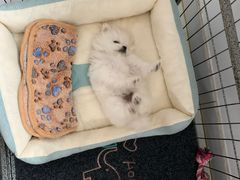 -艾贝尔宠物医院·狂犬免疫点(江山金象城店)