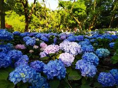 -上海共青森林公园