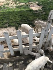 -上美四季动物农场