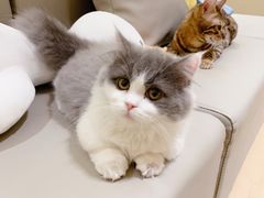 -猫腻·猫咖·撸猫馆(星光大道店)
