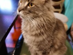 -猫小院猫主题咖啡厅(北锣店)