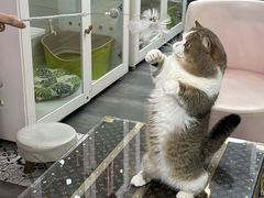 -青奢宠物·青奢猫舍