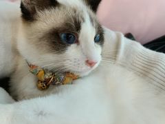 -绒爪撸猫下午茶·猫咖