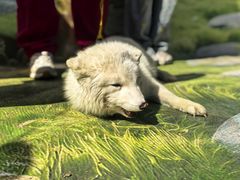 -西霞口神雕山野生动物世界