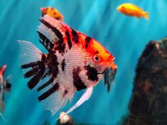 -海合安武汉极地海洋公园