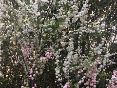 -桃花岛景观公园