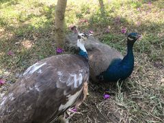 -瑞丽独树成林风景区