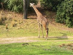 -奥兰多迪士尼动物王国乐园