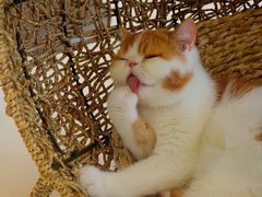 -飞行喵MR PILOT|猫舍·猫咖(静安大融城店)