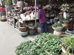 -三圣花乡旅游区