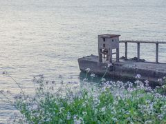 -枸杞岛