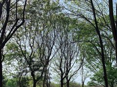 -大兴滨河森林公园