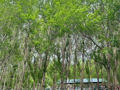 -长白岛森林公园