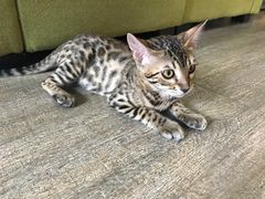 -猫咪咖啡·猫咖(万达广场店)