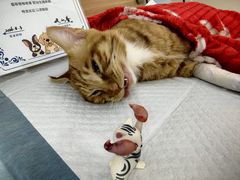 -达爱动物医院·犬猫分区·CT·复杂眼科(远洋山水分院)