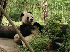 -都江堰中华大熊猫苑