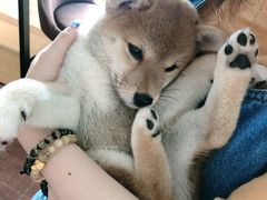 -柴犬高等学院·狗咖·柴犬售卖·宠物训练