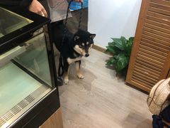 -柴迷FANS CLUB·柴犬狗咖·猫咖