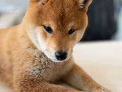 -美美宠物诊疗中心·异宠·骨科(滨江东信分院)