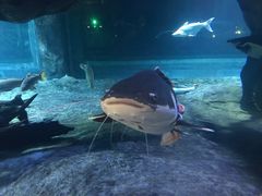 -华夏文旅海洋公园