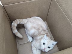 -瑞派动物医院·猫专科·至诚(江南中分院)