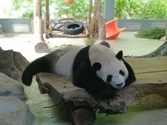-海南热带野生动植物园