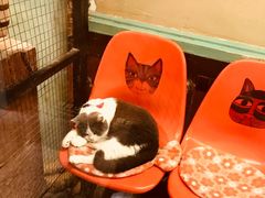 -猫咪博物馆(顶澳仔猫街店)