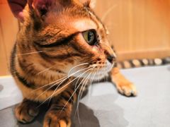 -CAT’S MEWSTAR CAFE·喵星球猫屋(晴湾咖啡店)