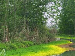 -桤木河湿地公园