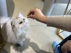 -藏猫猫咖啡主题馆(中央大道店)