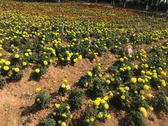 -松山湖梦幻百花洲