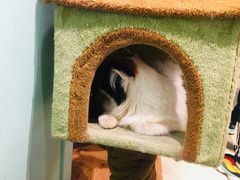 -猫小院猫主题餐厅(三里屯店)