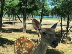 -秦皇岛野生动物园