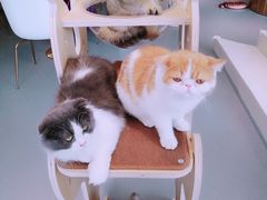 -飞行喵MR PILOT|猫舍·猫咖(静安大融城店)