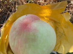 -南汇新场正宗水蜜桃采摘