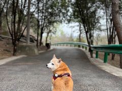 -白水寺森林公园