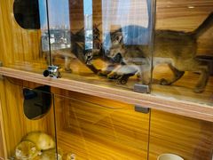 -猫十亿·布偶金渐层·曼基康矮脚猫舍(青年路店)