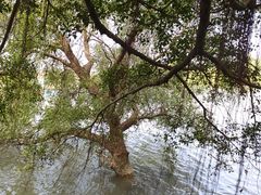 -大湾区中央湿地公园