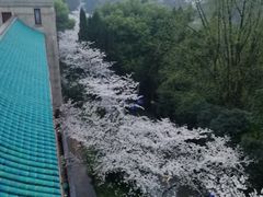 -武汉大学-樱园