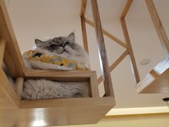 -滚猫咖啡·猫咖·猫友好撸猫(未来城店)
