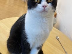 -有喵·猫咖·狗咖·40+猫狗有小奶狗(岗厦店)