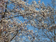 -上海共青森林公园