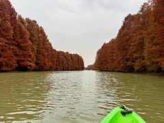 -上海海湾国家森林公园