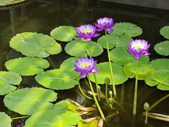 -国家植物园南园