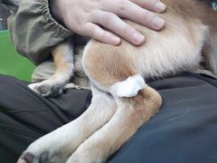 -爱侣·安琦尔宠物医院·中兽医针灸·心内科·狂犬免疫点(宝山区院)